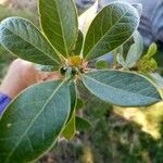 Azara uruguayensis List