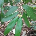 Bouea oppositifolia Leaf
