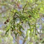 Searsia lancea Habit