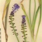 Muscari matritense Muu