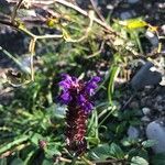 Prunella grandiflora 花