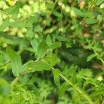 Symphyotrichum oblongifolium Leaf