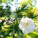 Nerium oleander Žiedas