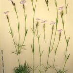 Dianthus furcatus Other