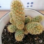 Mammillaria elongata Ліст