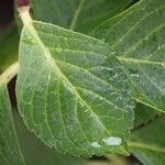 Hydrangea spp. পাতা