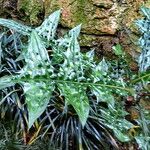 Acanthus montanus Leaf