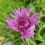 Centaurea nigraFiore