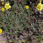 Potentilla fagineicola Habitat