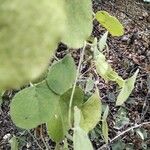 Cissampelos pareira Leaf