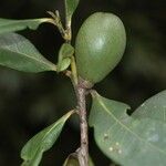 Diospyros balansae Fruto