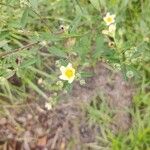 Sida spinosa Λουλούδι
