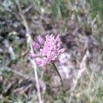 Allium lusitanicum Floare