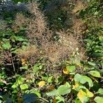 Cotinus coggygria Плід