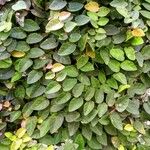 Ficus pumila List