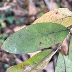 Ligustrum obtusifolium Feuille