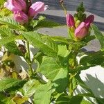 Chelone obliqua Цветок
