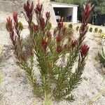 Leucadendron salignum Folha