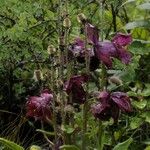 Meconopsis manasluensis Habitat