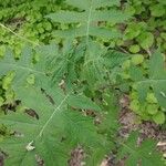 Polymnia canadensis Leaf