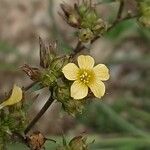 Linum strictumLorea