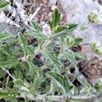 Sideritis hirsuta Leaf