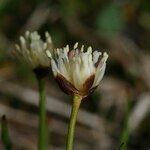 Juncus triglumis Kukka