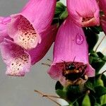 Digitalis thapsi Inny