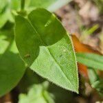 Nicotiana alata Hoja