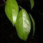 Lecointea amazonica Leaf