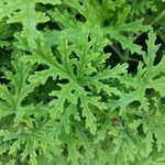 Pelargonium × asperum Hostoa