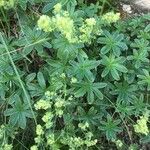 Alchemilla alpinaफूल