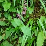 Epipactis atrorubens Συνήθη χαρακτηριστικά