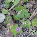 Legousia hybrida Leaf