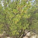 Suriana maritima Fruit