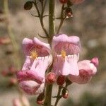 Penstemon palmeri Flor