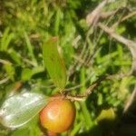 Psidium cattleyanumFruit