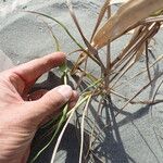 Phragmites karka Liść