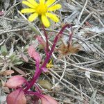 Senecio transiens Tervik taim