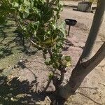 Erythrina variegata Цвят