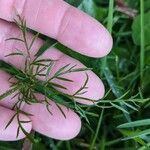 Conopodium majus Leaf