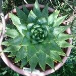 Aloe polyphylla Blad