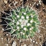 Mammillaria compressaLeaf