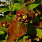 Hypericum androsaemum Листок