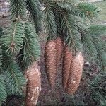 Picea abies Φρούτο