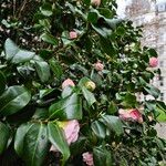 Camellia sasanqua Habit