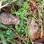 Galium rotundifolium برگ