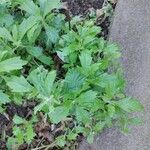 Artemisia suksdorfii Leaf