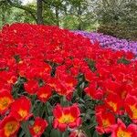 Tulipa mauriana Kwiat