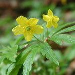 Anemone ranunculoides Blomma